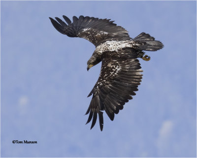  Bald Eagle 