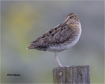 Wilson's Snipe