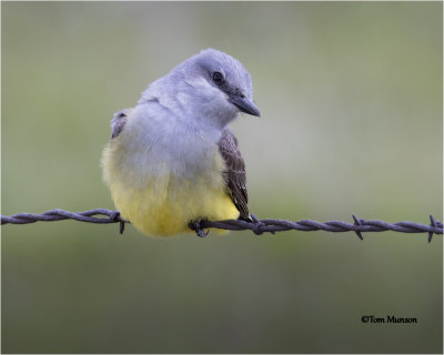  Western Kingbird 