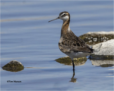  Wilson's Phalarope 