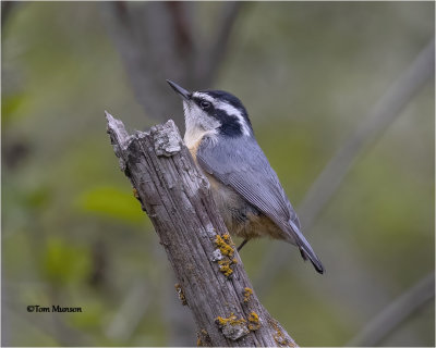 Red-breasted Nuthatch