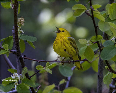  Yellow Warbler 