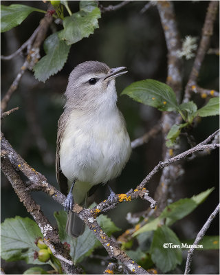  Warbling Vireo 