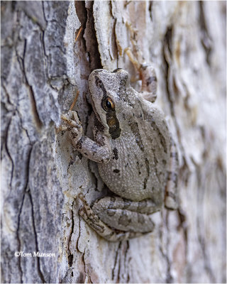  Pacific Tree Frog 