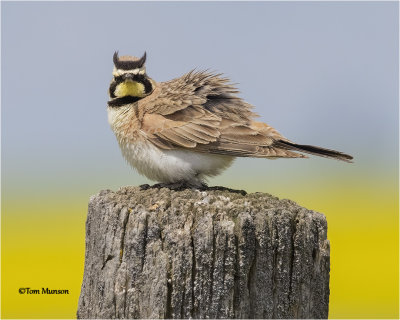  Horned Lark 