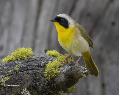 Common Yellowthroat