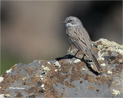 sparrows__buntings