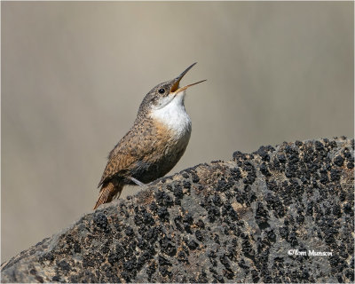  Canyon Wren 