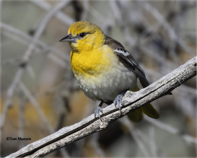 Bullock's Oriole female
