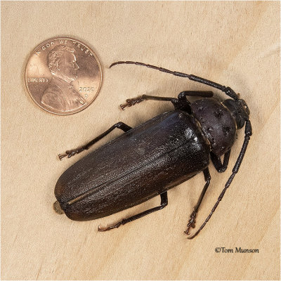 Trichocnemis spiculatus-Ponderous Borer