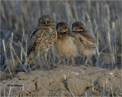  Burrowing Owls 