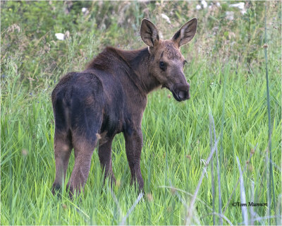  Moose calf 