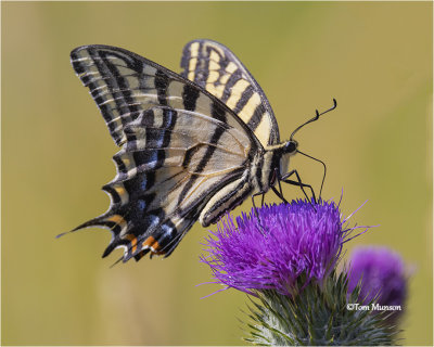  Two-tailed Tiger Swallowtail 