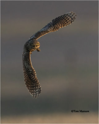  Burrowing Owl 