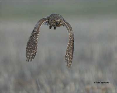  Burrowing Owl 