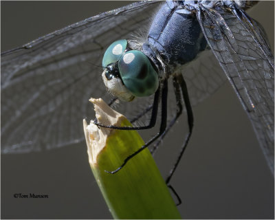  Blue Dasher