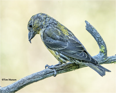  Red Crossbill 