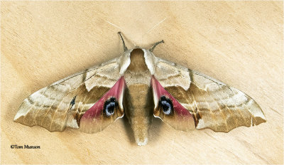  Smerinthus Ophthalmica-Sphinx Moth