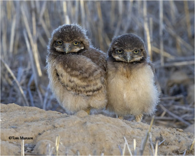  Burrowing Owls 
