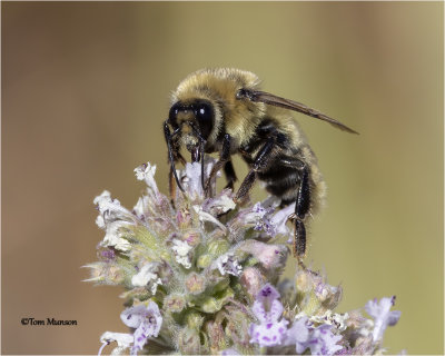  Bumblebee 