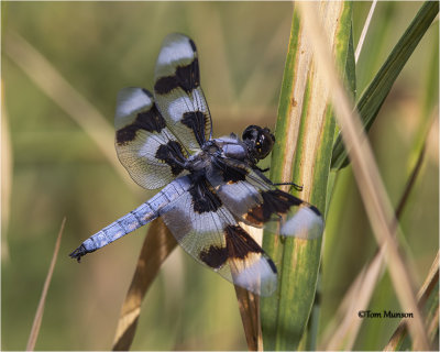  Eight-spotted Skimmer 
