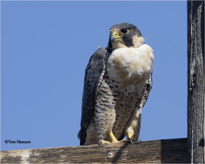  Peregrine Falcon - that is a full crop of something.