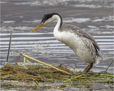  Clark's Grebe 