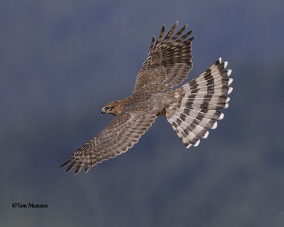  Cooper's Hawk 