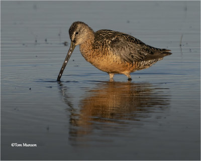  Long-billed Dowitcher 