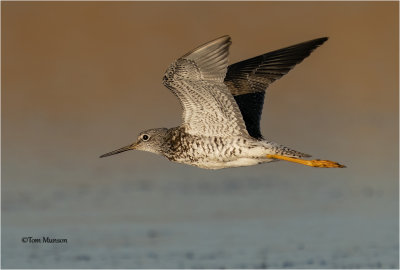  Greater Yellowlegs 