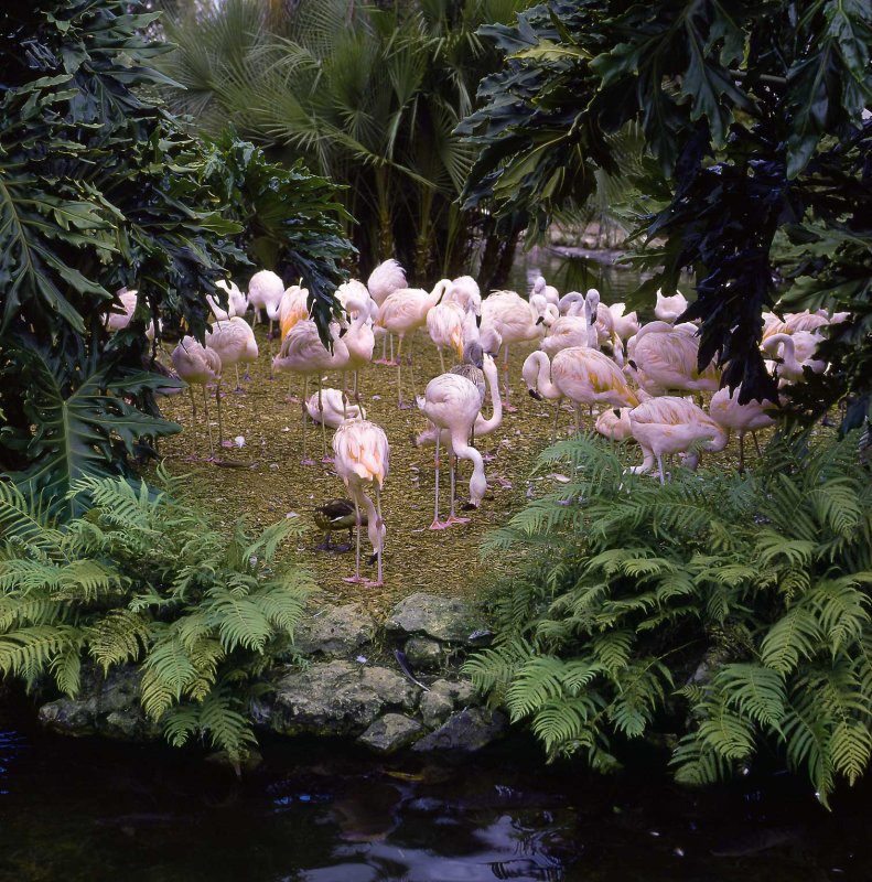 Flamingos.jpg