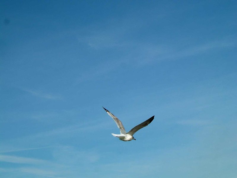 Fly-away.jpg