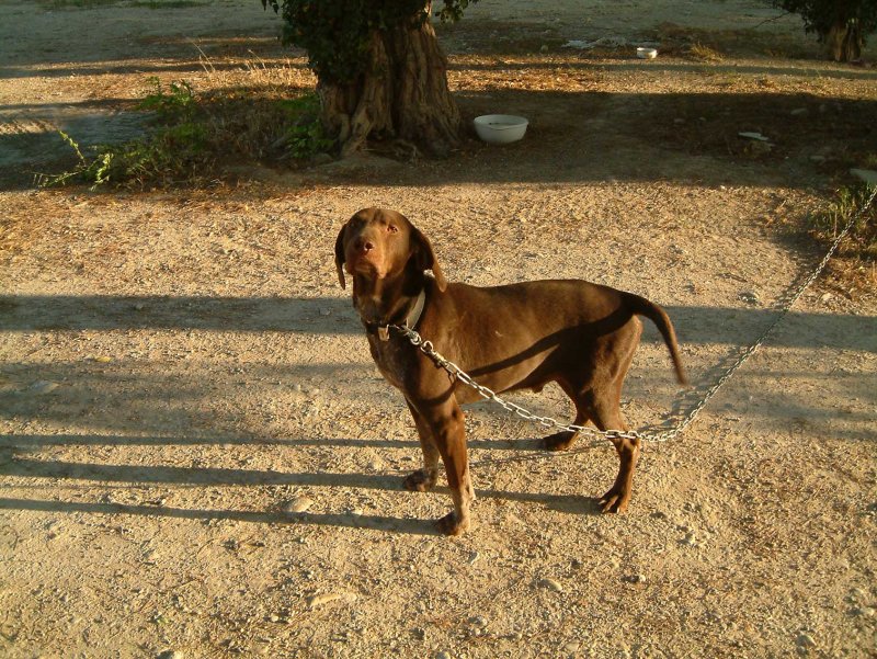 Hondje-hondje.jpg