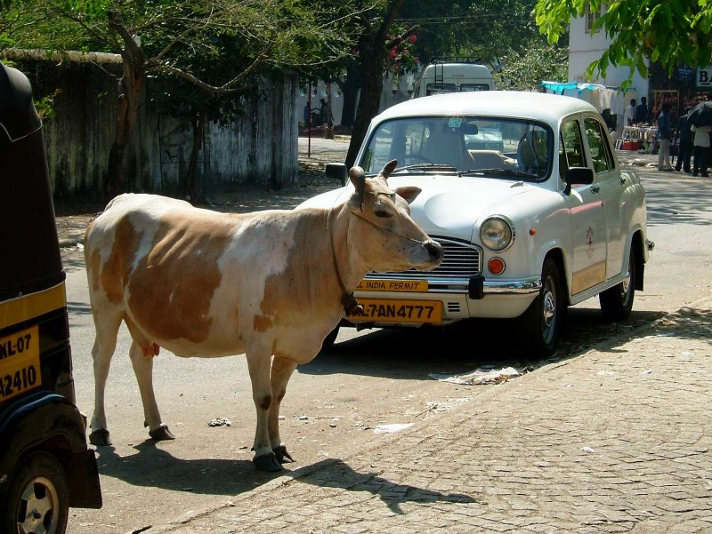 india-5062.jpg