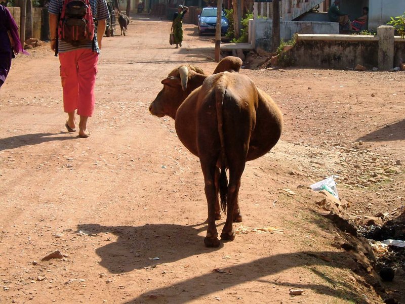 india-6068.jpg