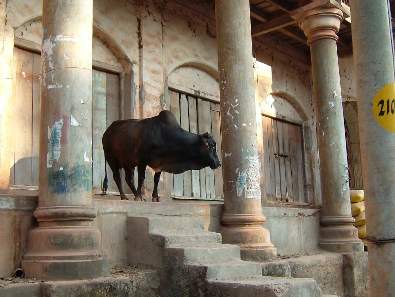 india-6162.jpg