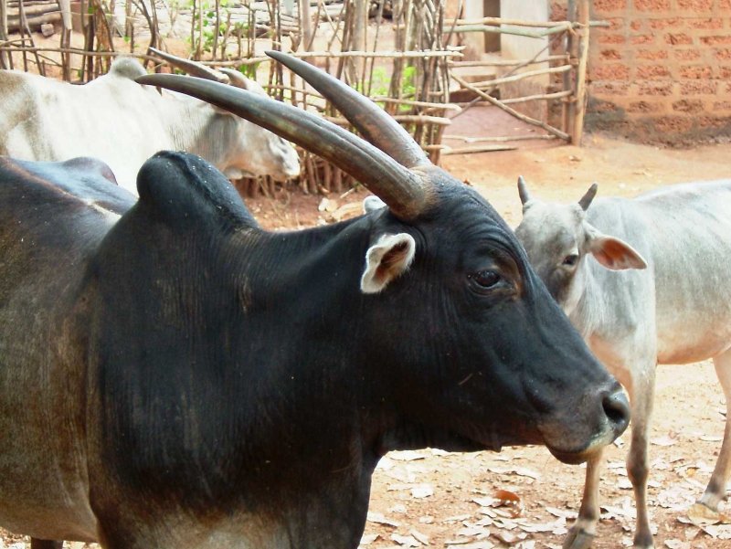 india-6714.jpg