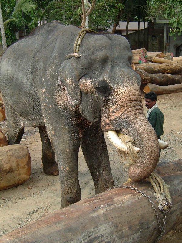 india-9463.jpg