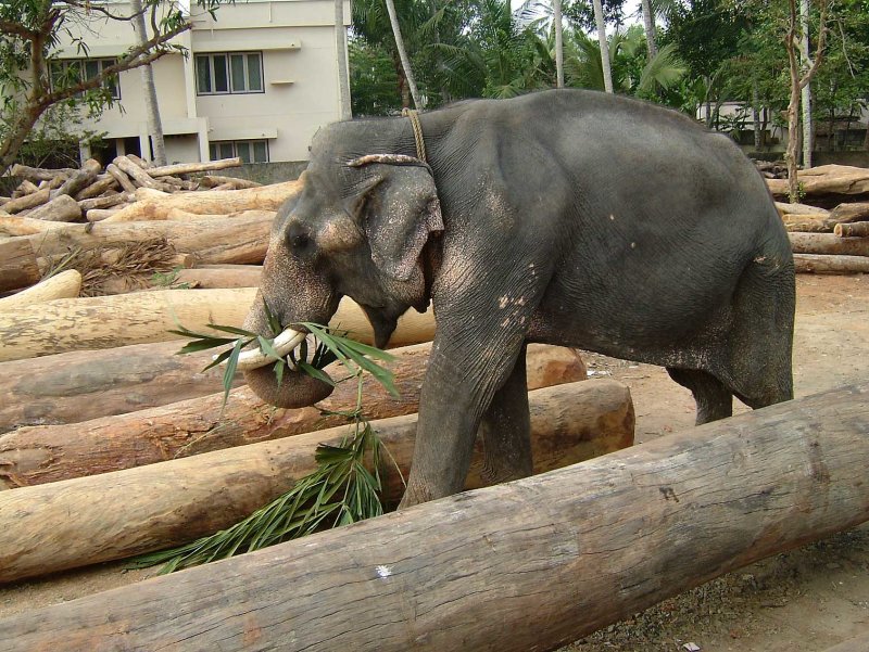 india-9507.jpg