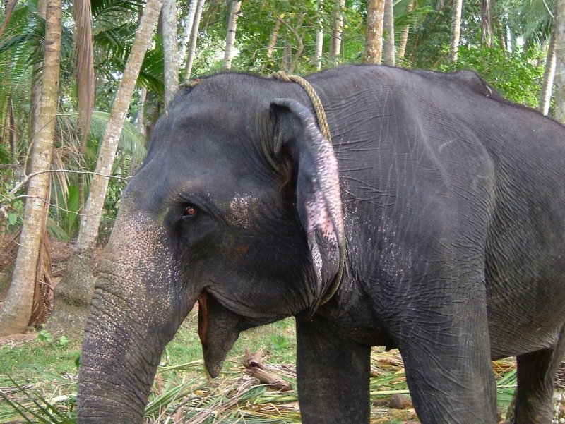 india-9515.jpg