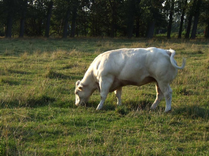 Koe2630.jpg