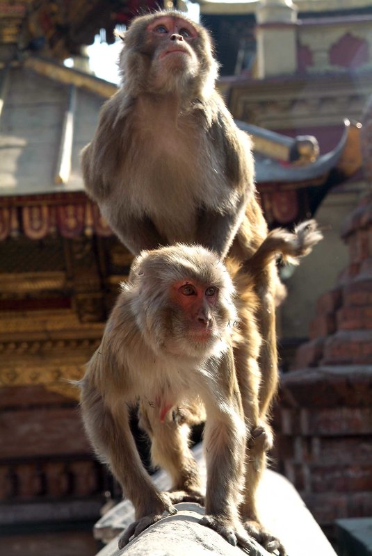 Nepal1246.jpg