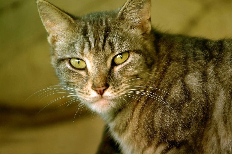 Pussycat.jpg