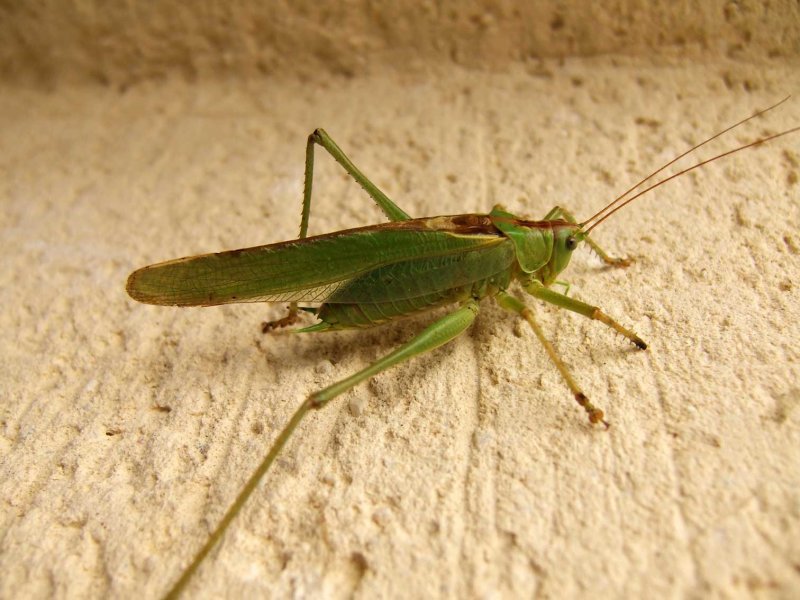 Sprinkhaan2527.jpg