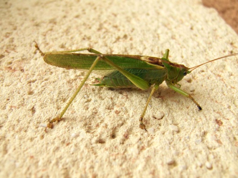 Sprinkhaan2530.jpg