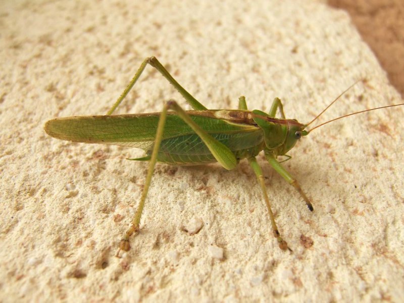 Sprinkhaan2531.jpg