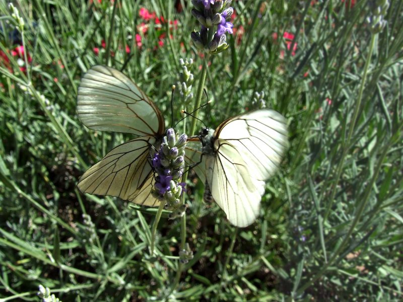 Vlinder2472.jpg