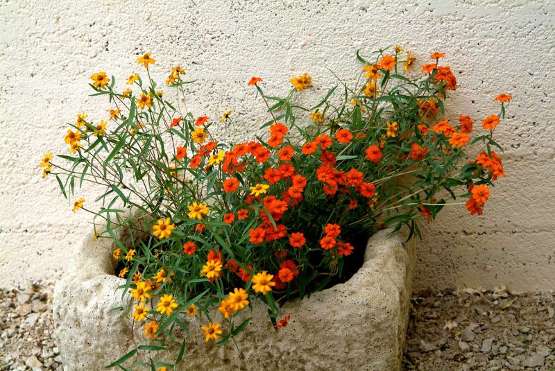 Flower6160.jpg