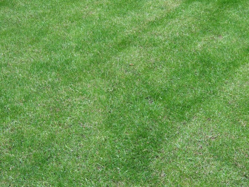 Gras556.jpg