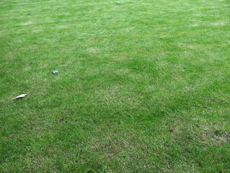 Gras557.jpg